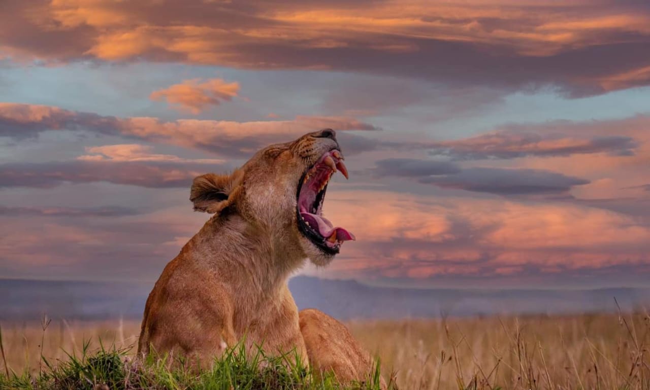 4 Days 3nights Safari To Masai Mara Game Reserve